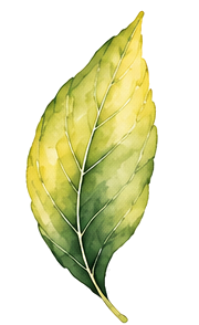 Kecses levél